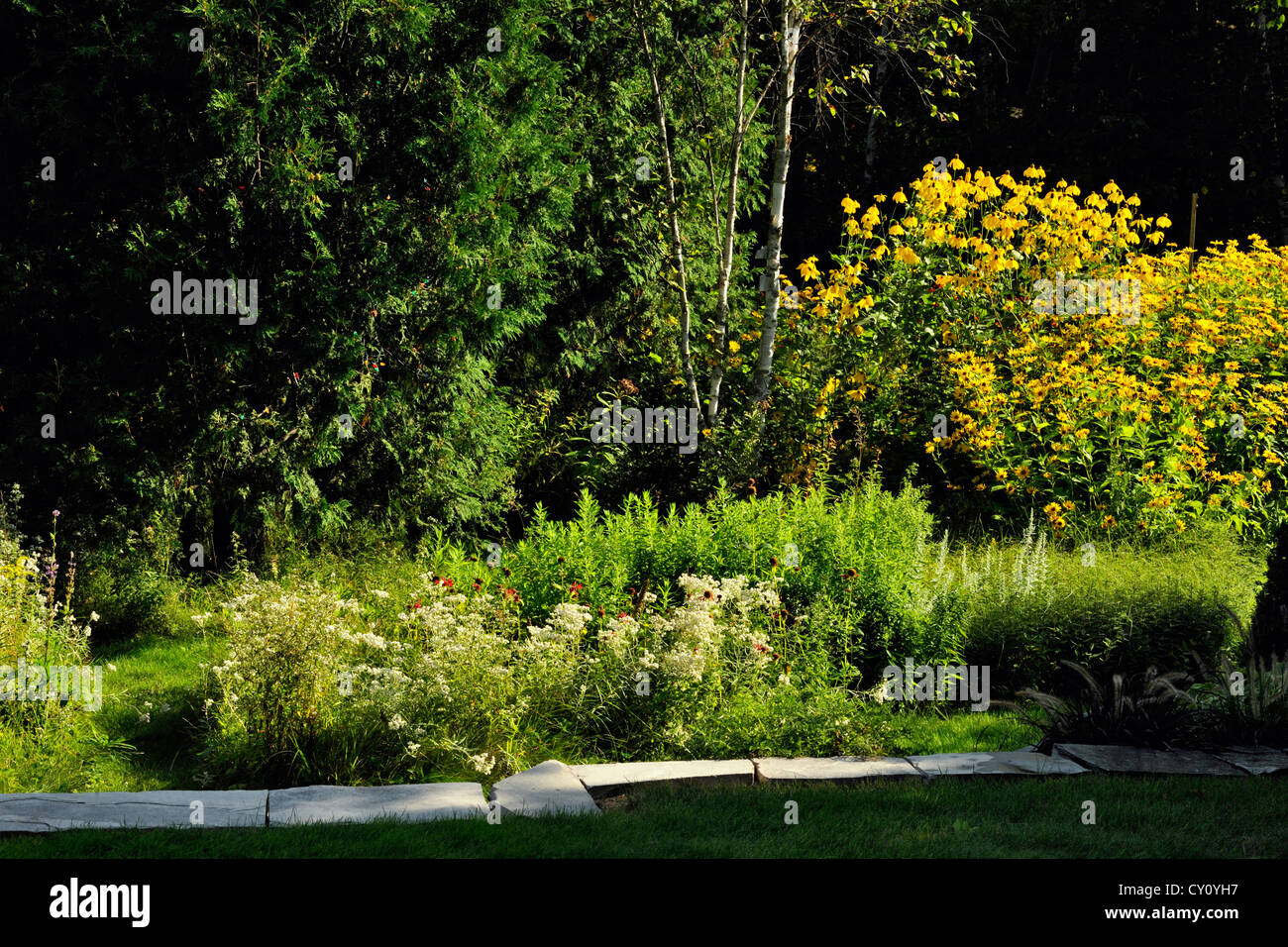 Naturalized garden meadow with pearly everlasting, Greater Sudbury, Ontario, Canada Stock Photo