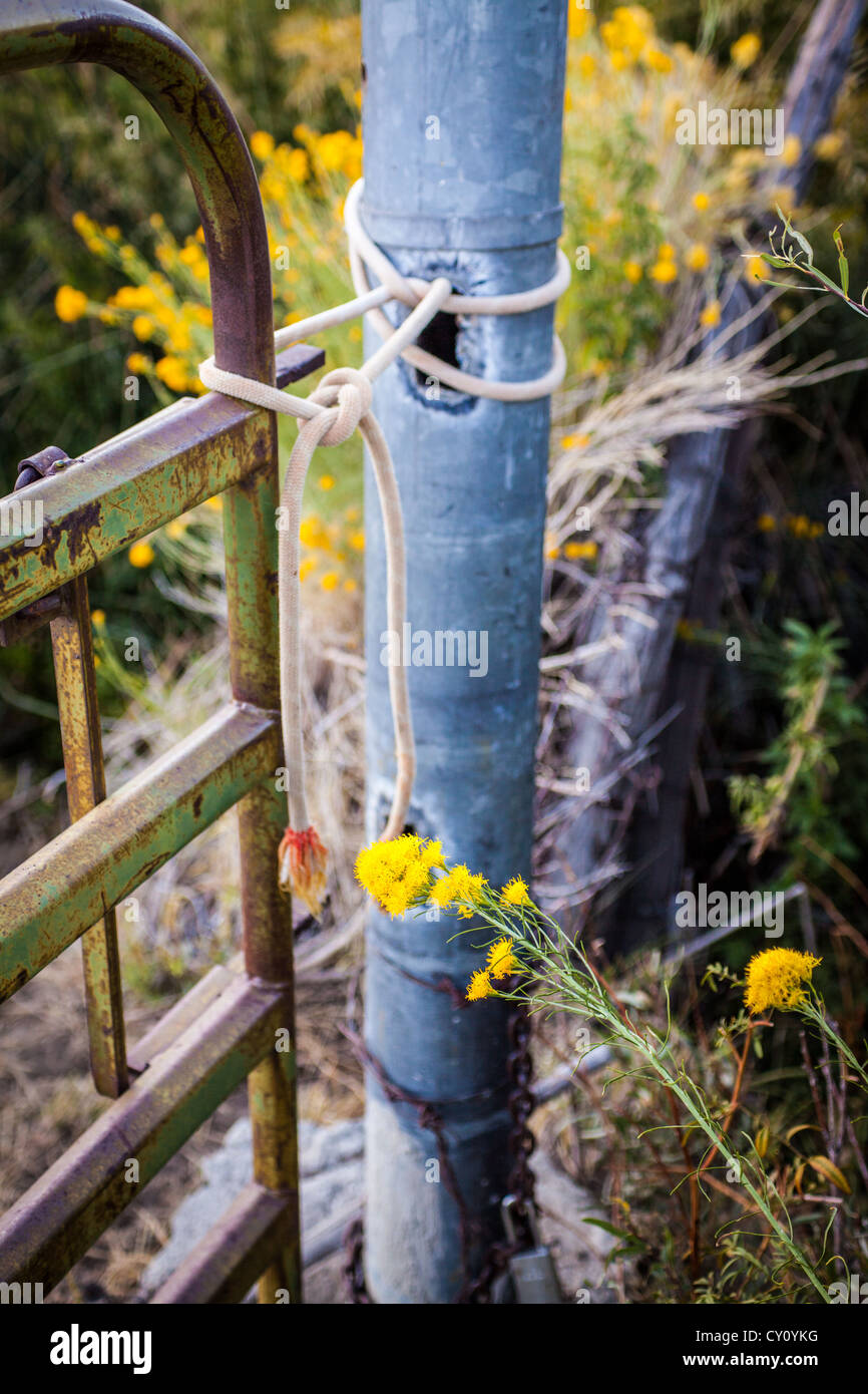 Rabbit Brush an old gate and post in Round Valley California near