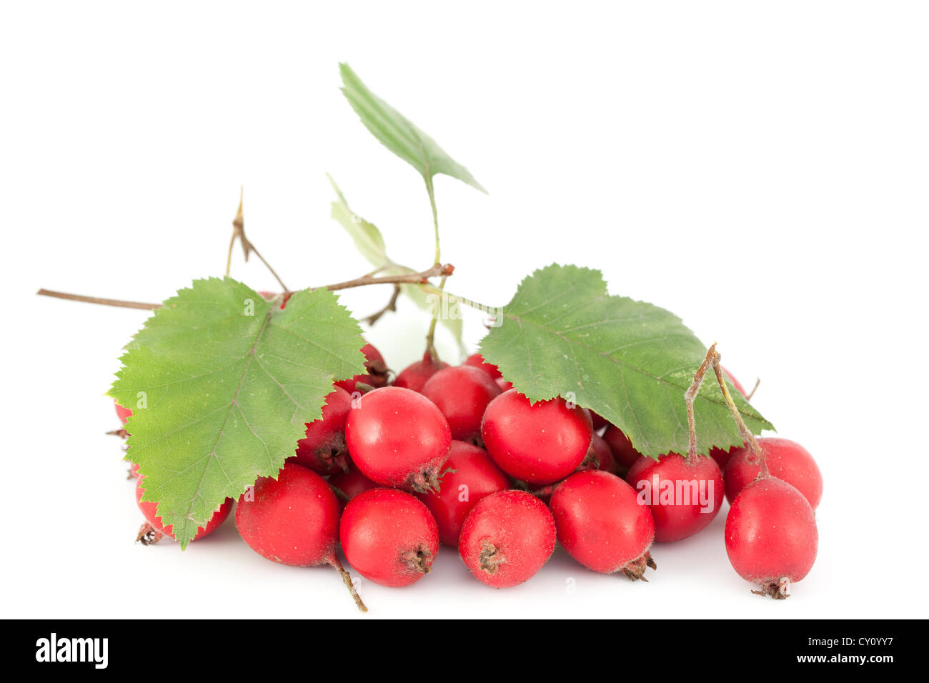 Hawthorn branch and red fruits on white background Stock Photo