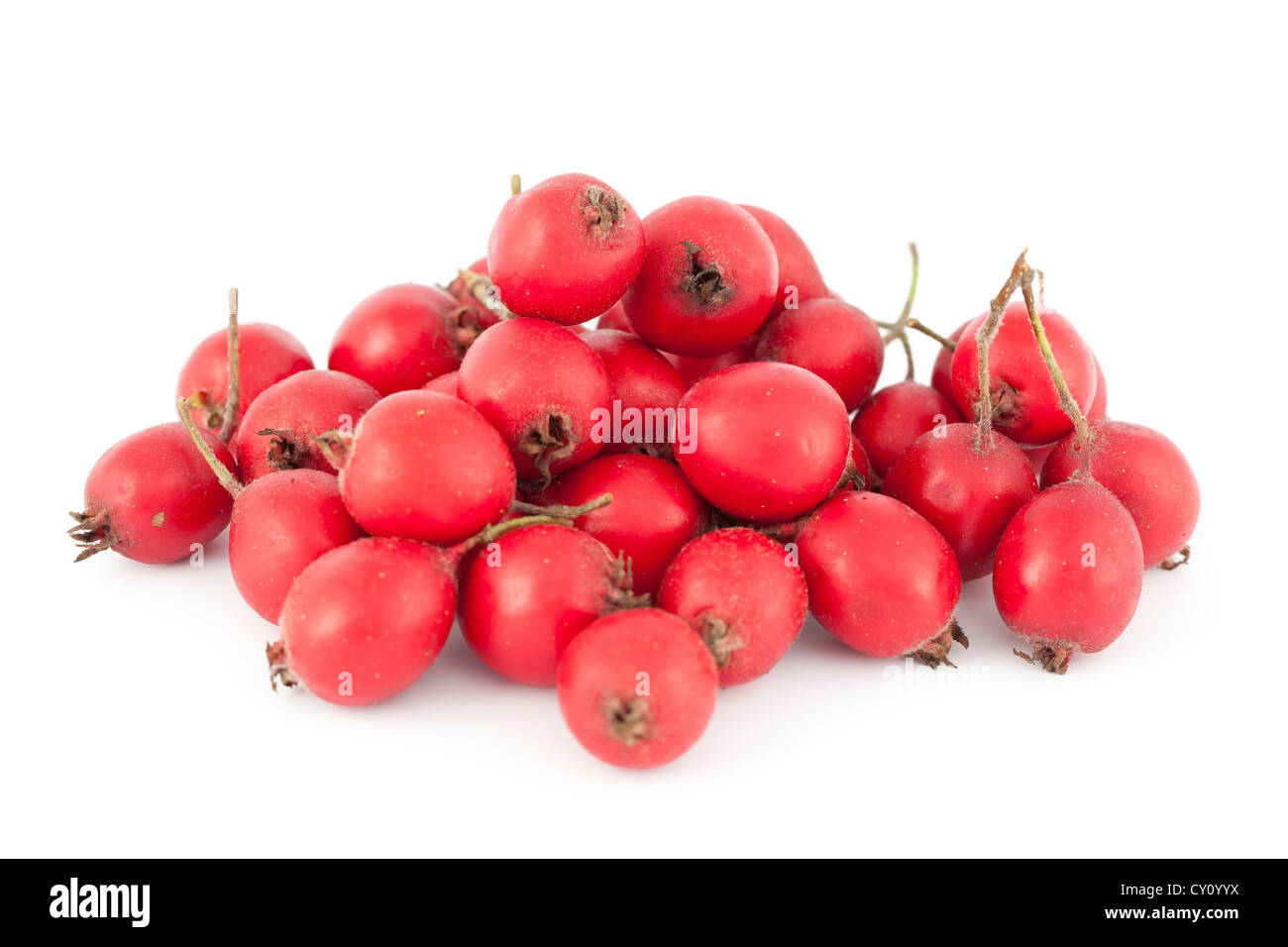 heap red fruits hawthorn on white background Stock Photo