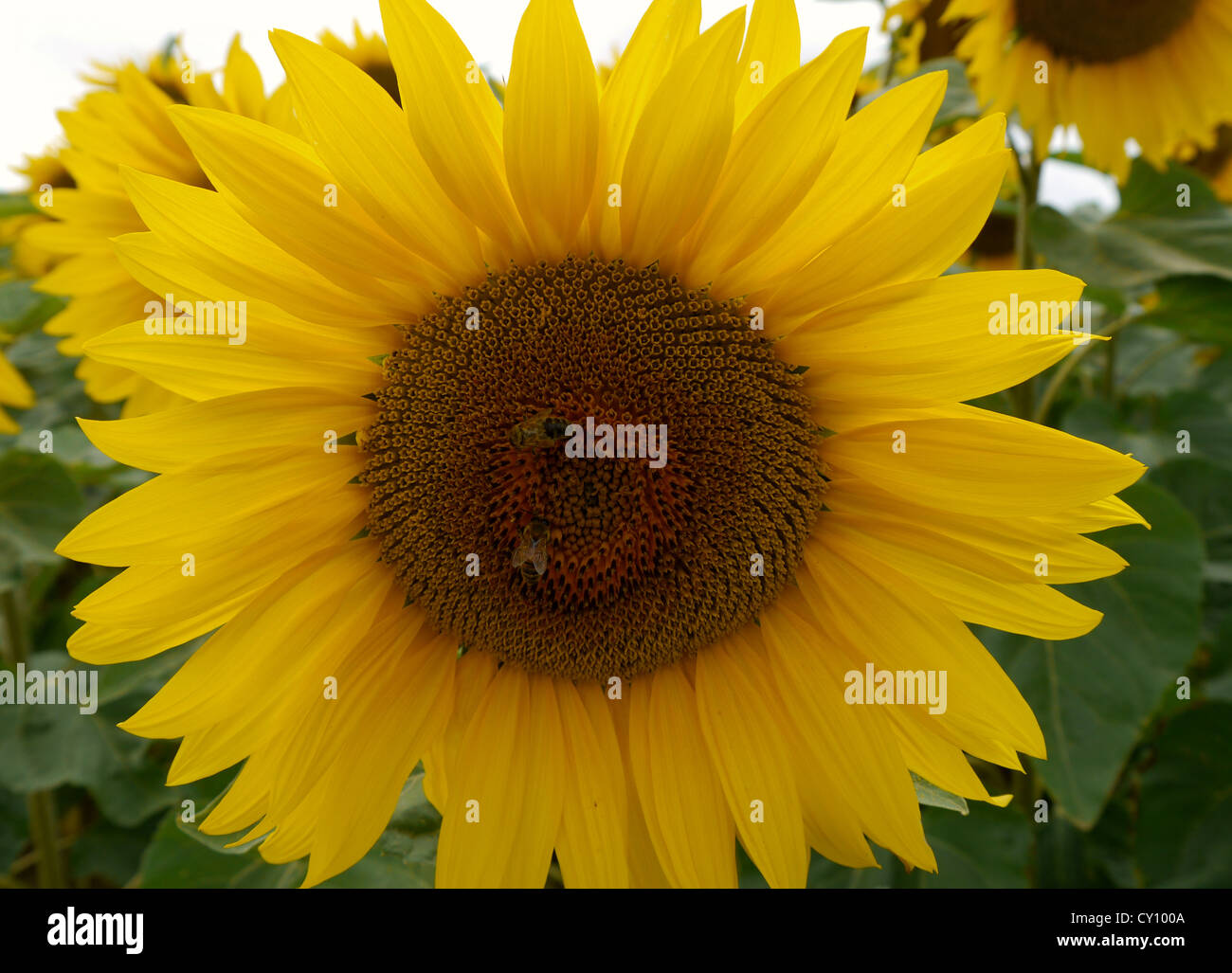 single sunflower in a field with a bee in the centre Stock Photo
