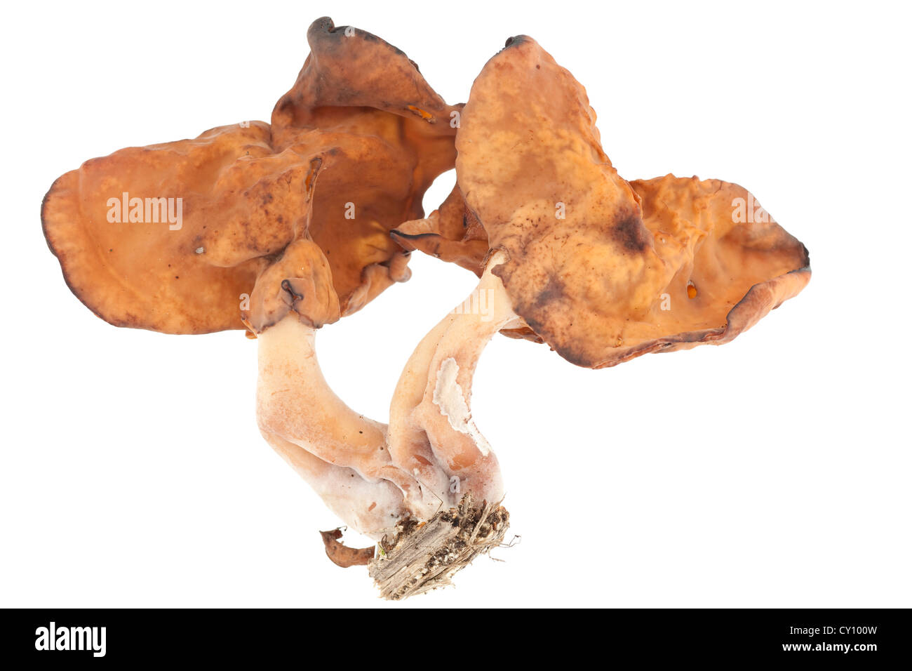 not edible fungus (Gyromitra fastigiata) on white background Stock Photo