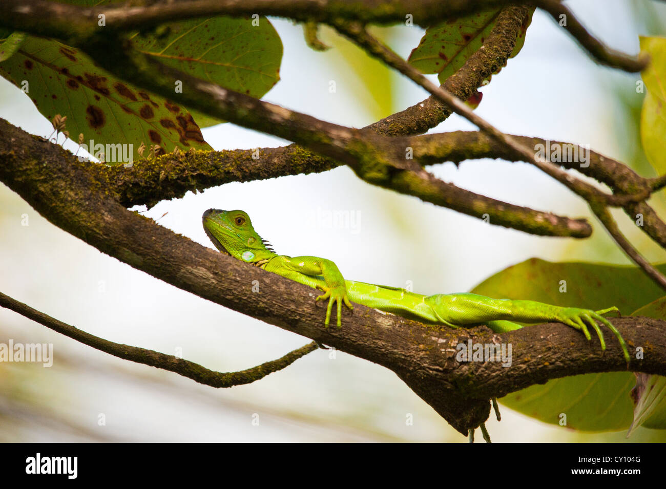 Green Iguana (iguana iguana Stock Photo - Alamy