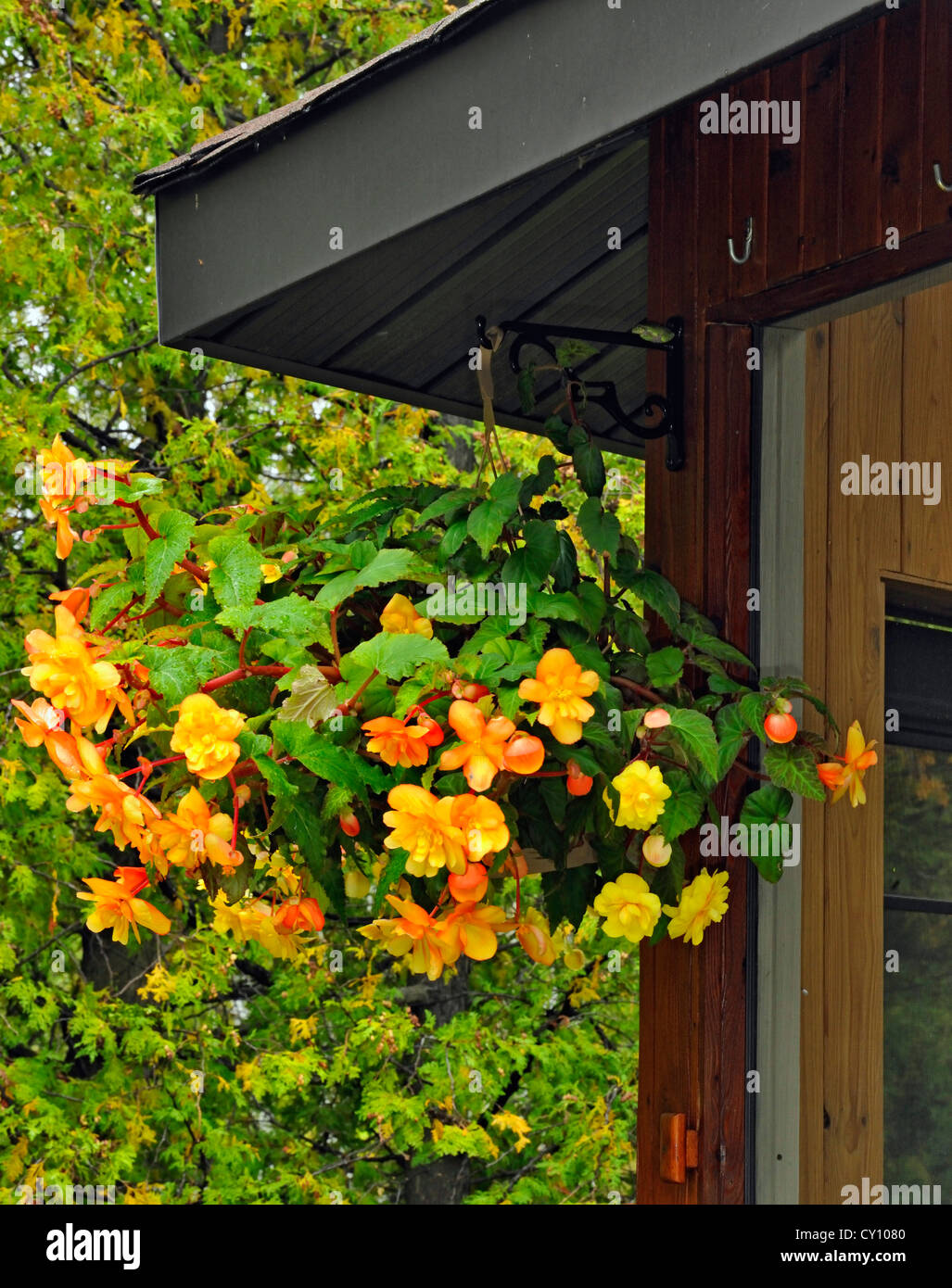 Potted begonias in a hanging planter (with a resting tree frog), Greater Sudbury, Ontario, Canada Stock Photo