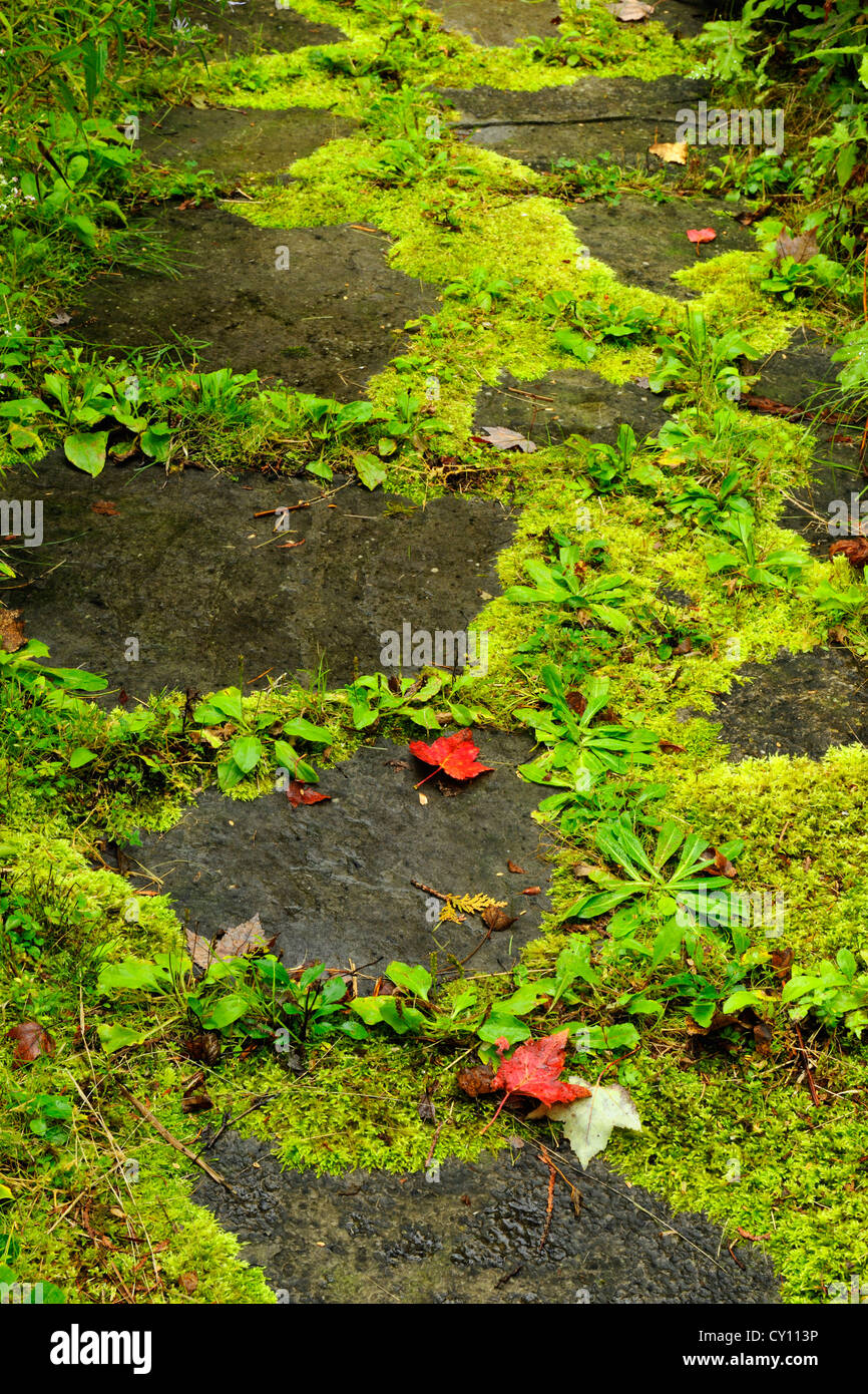Naturalized garden in late summer- mosses and fallen leaves on a pathway, Greater Sudbury, Ontario, Canada Stock Photo