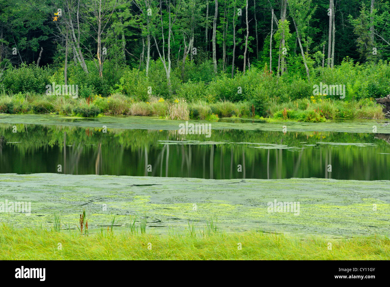 Algal bloom in Junction Creek, Greater Sudbury (Naughton), Ontario