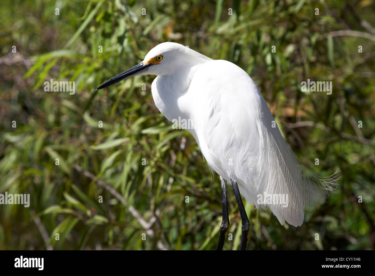 snowy egret in swampland orlando florida usa Stock Photo