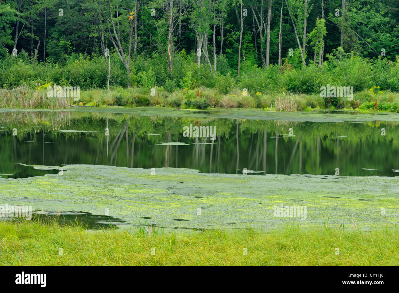 Algal bloom in Junction Creek, Greater Sudbury (Naughton), Ontario, Canada Stock Photo
