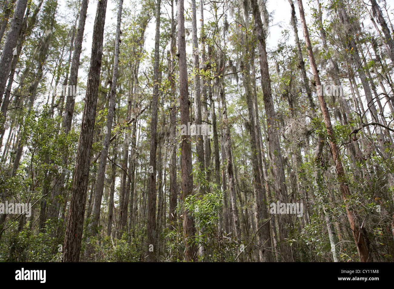 bald cypress tree swamp orlando florida usa Stock Photo