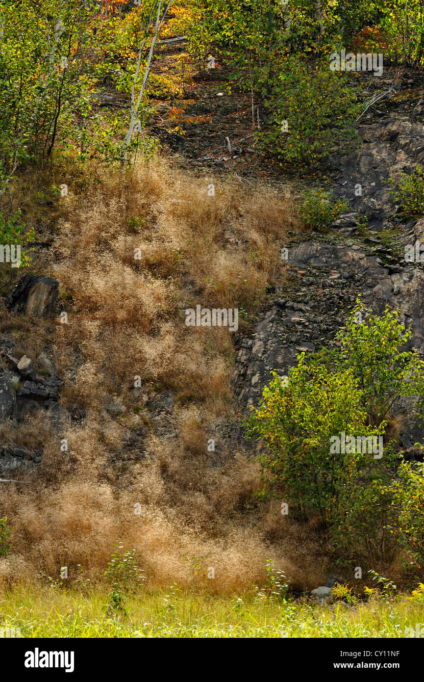 Rocky hillside with late-summer grasses, Greater Sudbury, Ontario, Canada Stock Photo