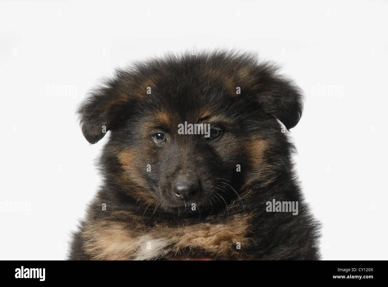 Young German Shepherd puppy dog Stock Photo