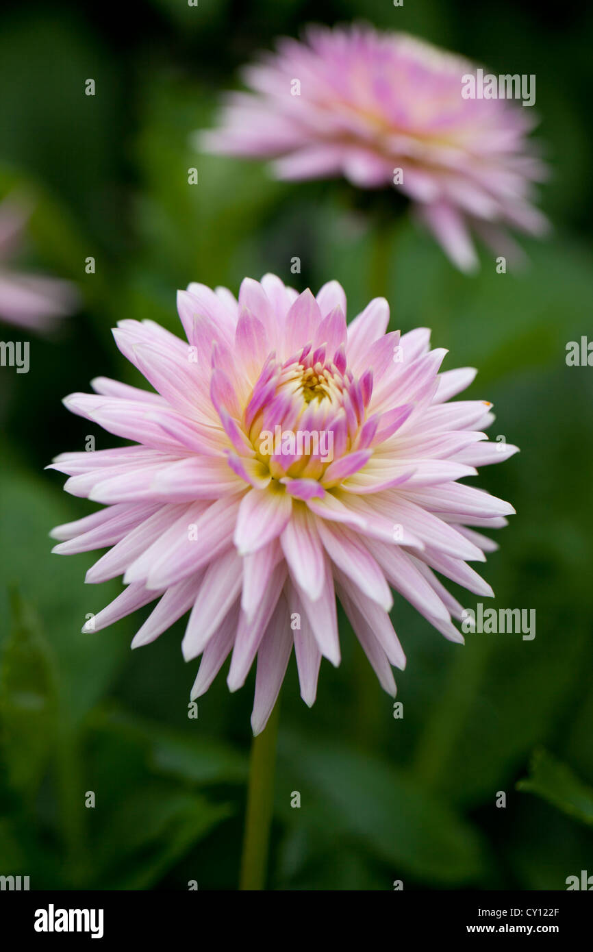 Close up of a Pretty pink Cactus Dahlia flowering in an English garden in September, UK Stock Photo