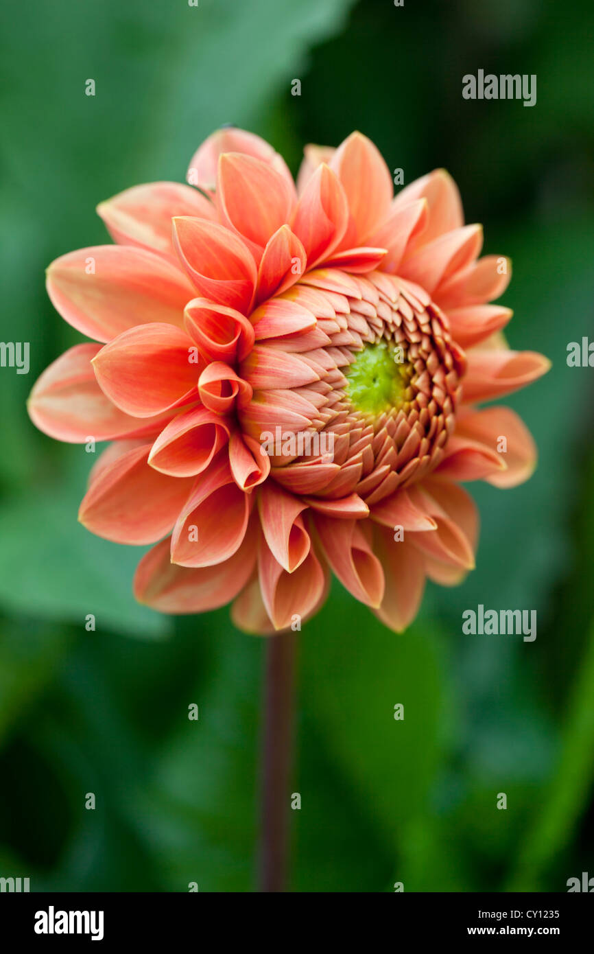 Close up of a beautiful orange dahlia bud flowering in a garden in September. Blurred green background. England, UK Stock Photo