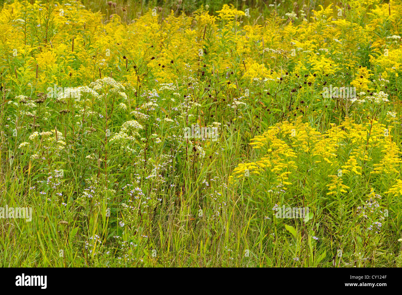 Late summer meadow with goldenrod and aster, Espanola, Ontario, Canada Stock Photo