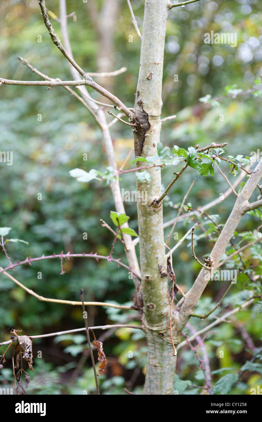 Young ash tree (Fraxinus excelsior) showing symptoms of Chalara fraxinea infection. Stock Photo
