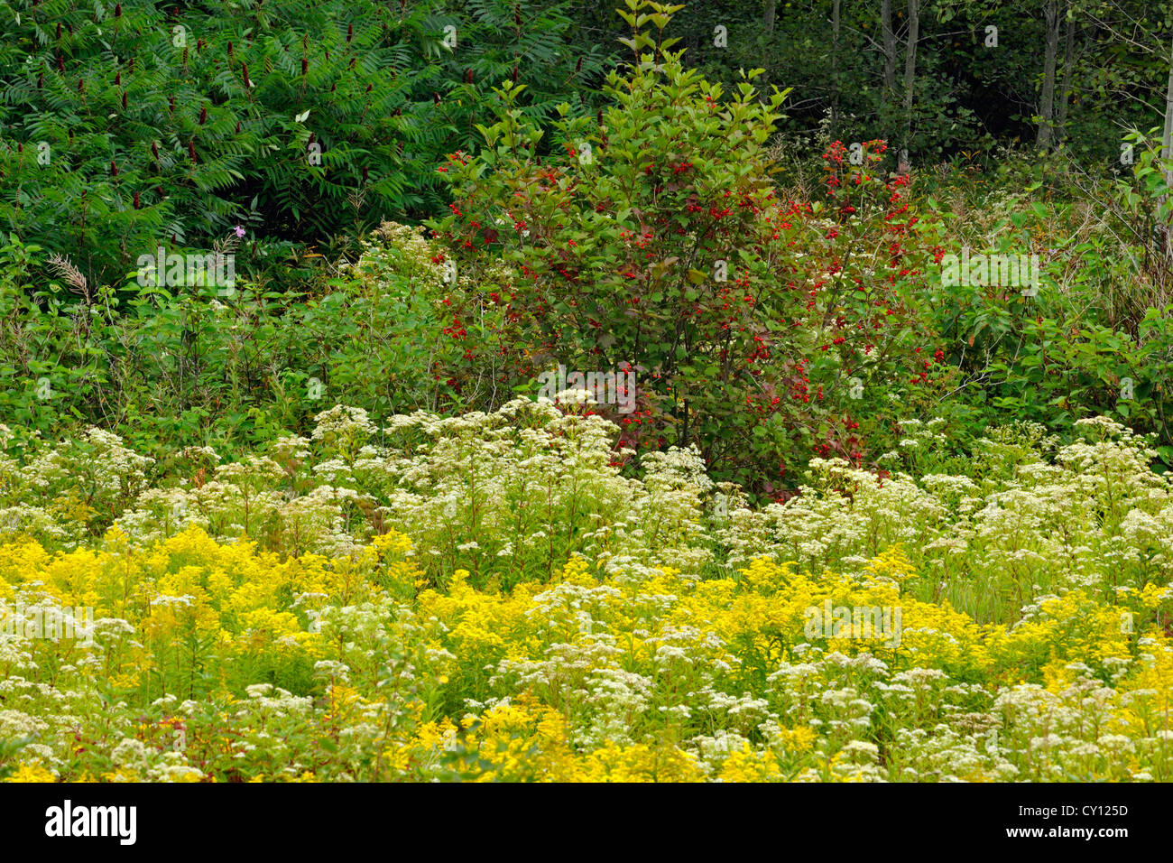 Late summer meadow with goldenrod, aster and highbush cranberry