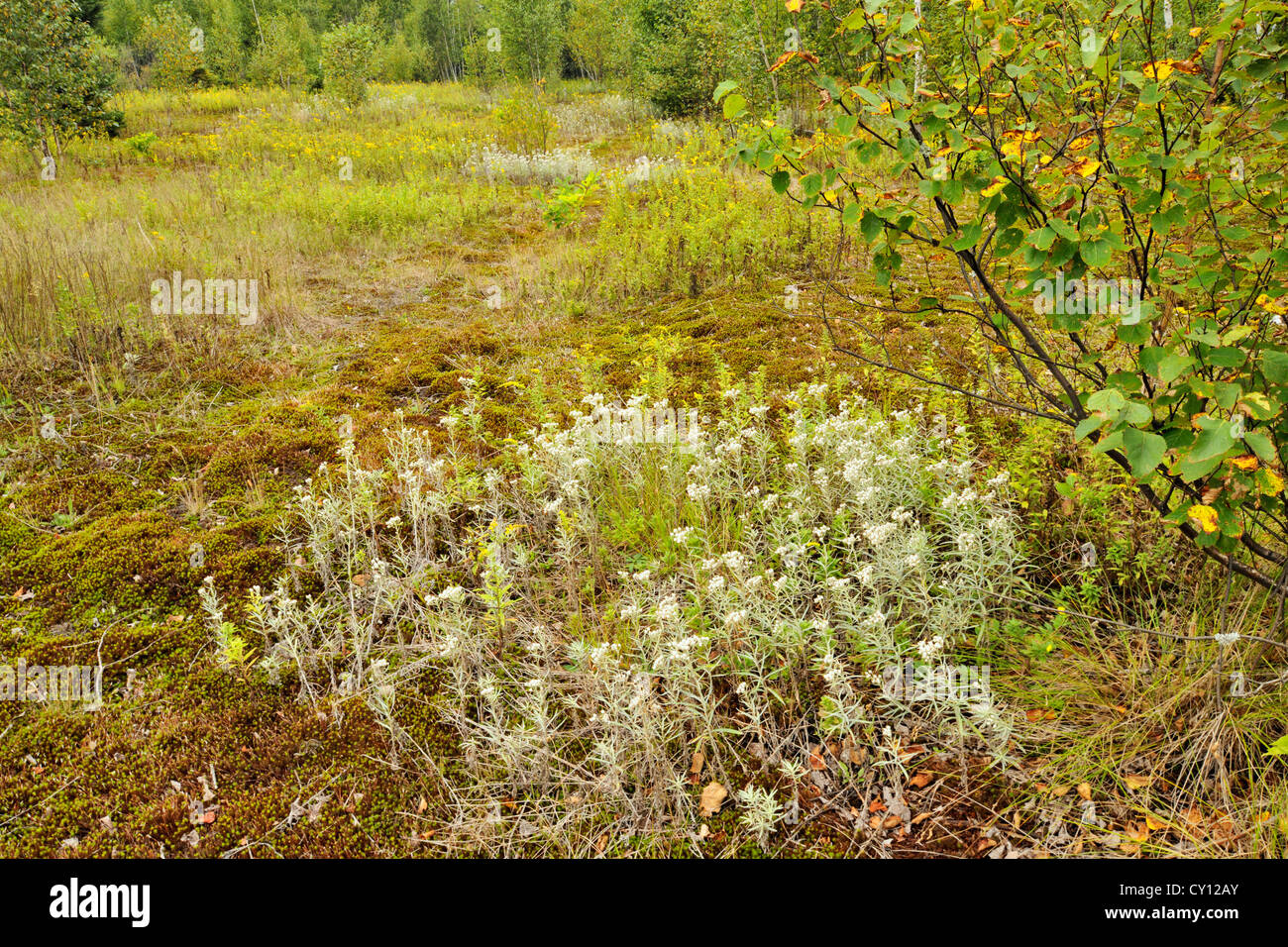 Late summer meadow with pearly everlasting, Greater Sudbury, Ontario, Canada Stock Photo