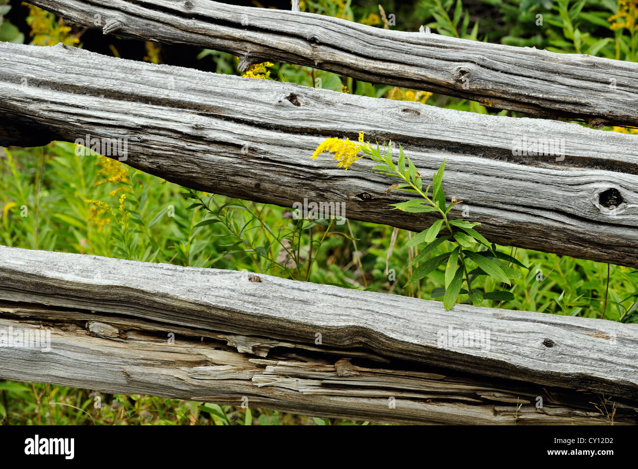 Cedar splitrail fence with goldenrod, Manitoulin Island MacLean's Mountain, Ontario, Canada