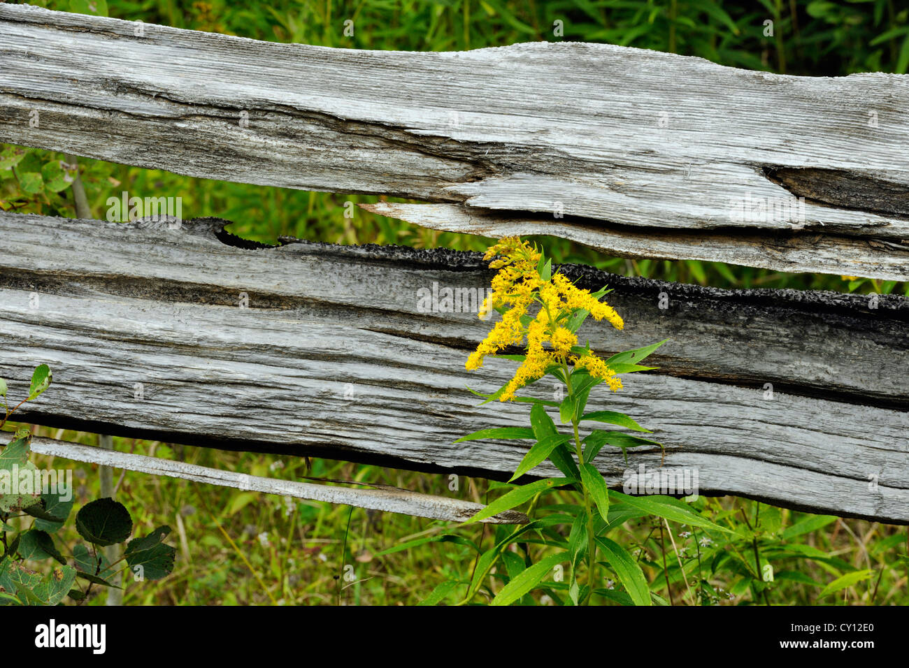 Cedar splitrail fence with goldenrod, Manitoulin Island MacLean's Mountain, Ontario, Canada