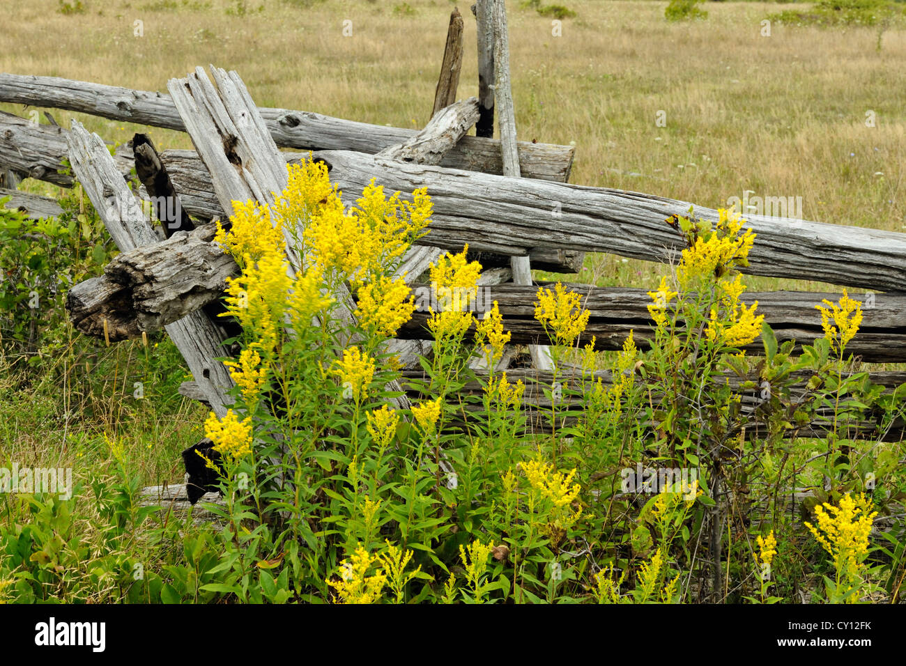 Cedar split-rail fence with goldenrod, Manitoulin Island- MacLean's Mountain, Ontario, Canada Stock Photo