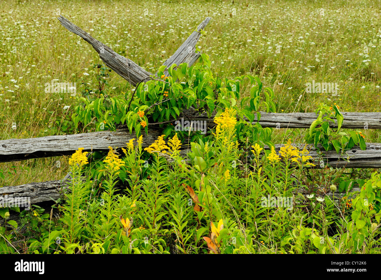 American bittersweet hires stock photography and images Alamy