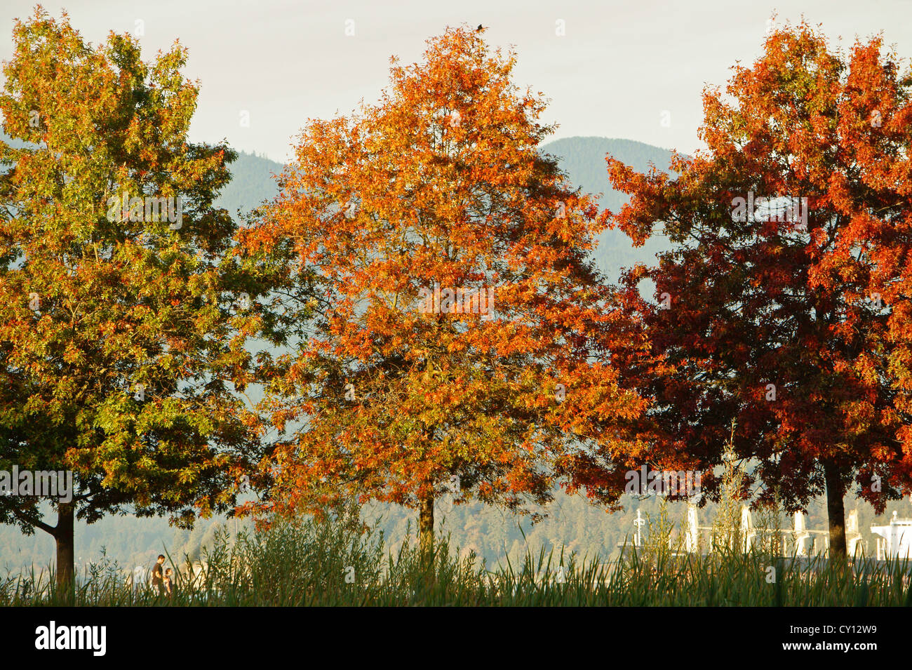 Three maple trees showing progression of leaves turning from green to red, Vancouver, BC, Canada Stock Photo