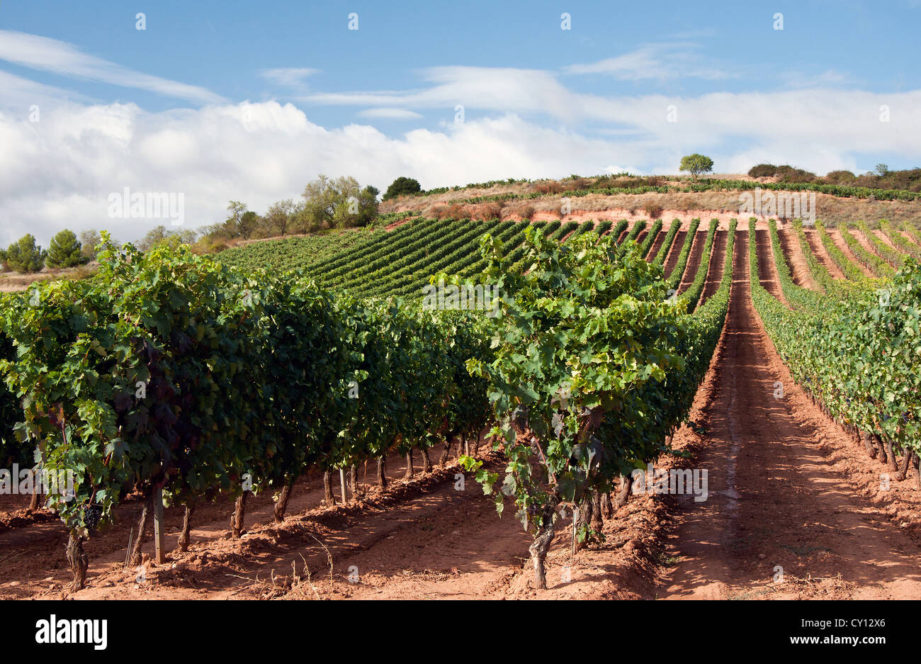 La Rioja is the most famous wine producing region in Spain Stock Photo