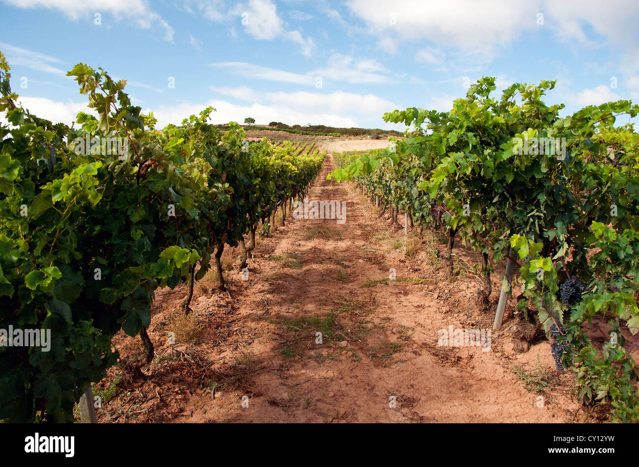 La Rioja most famous Spanish wine region Stock Photo