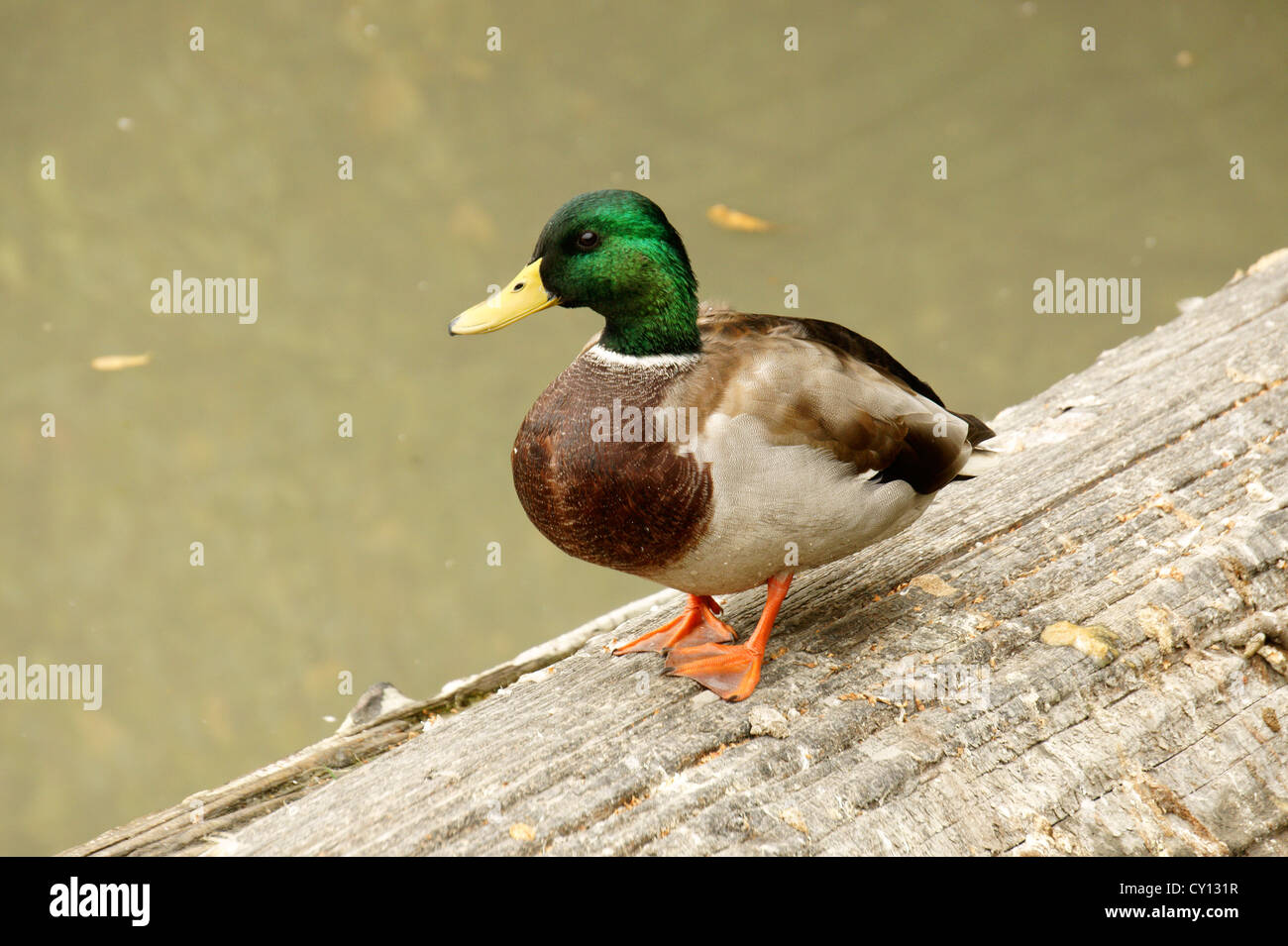 Male Mallard duck or Anas platyrhynchos standing on a log at the Reifel Bird Sanctuary on Westham Island, Delta, British Columbia, Canada Stock Photo