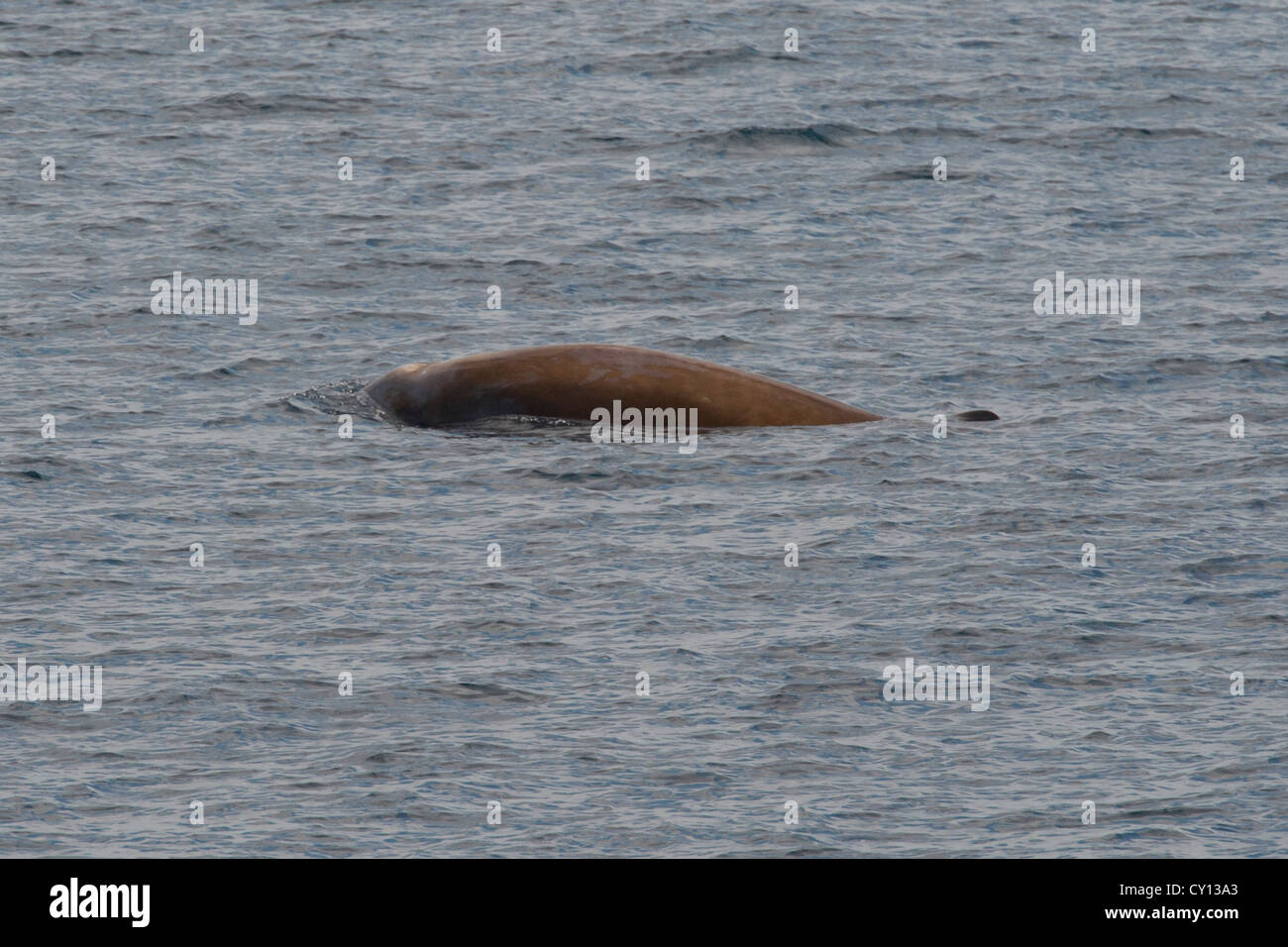 Cuvier's Beaked Whale (Ziphius cavirostris), surfacing. Maldives ...