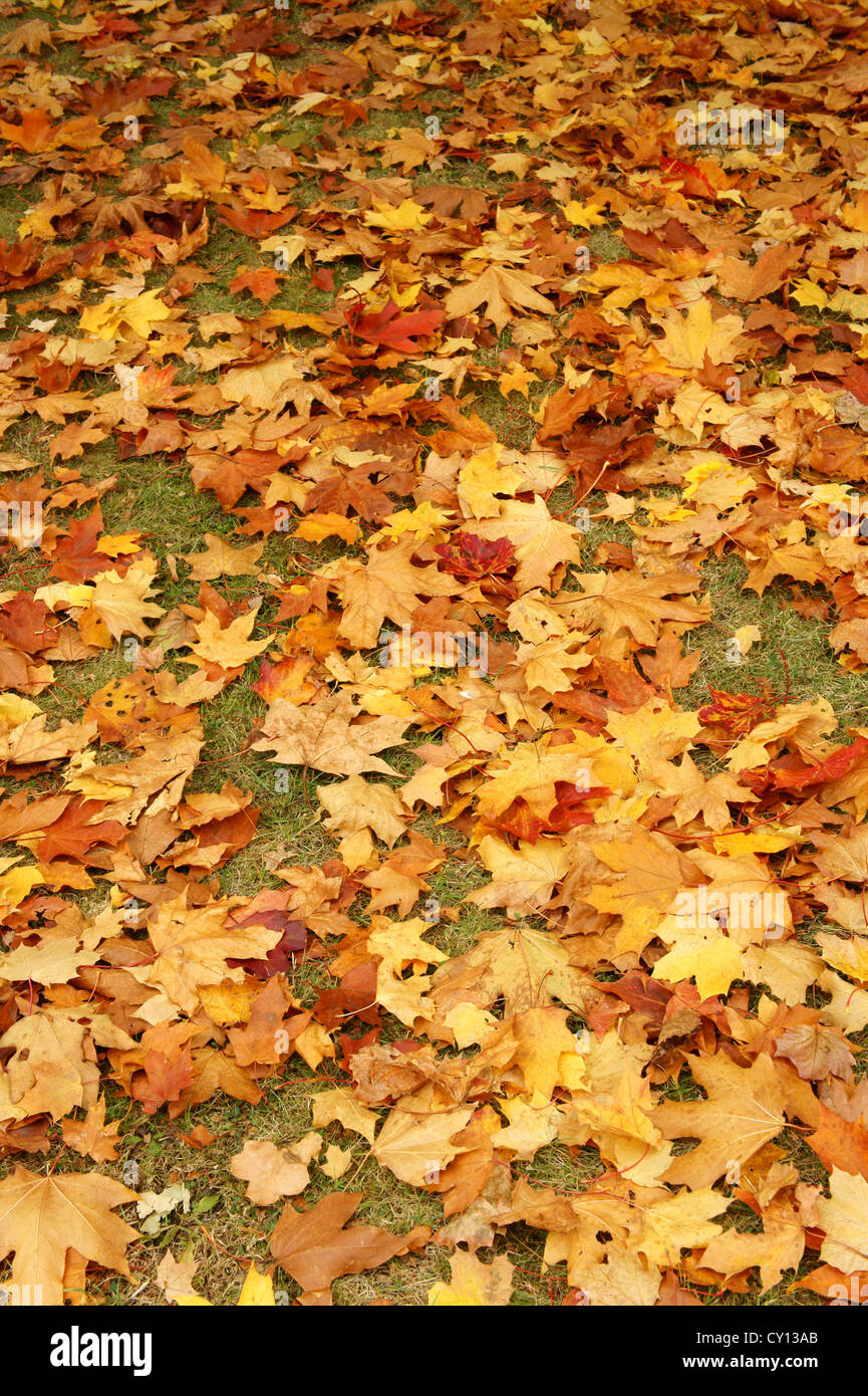 Red and gold maple leaves covering the ground in the fall Stock Photo