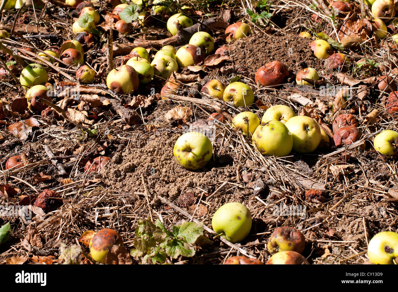 Autumn windfall apples - rotten apples dropped from the tree Stock Photo