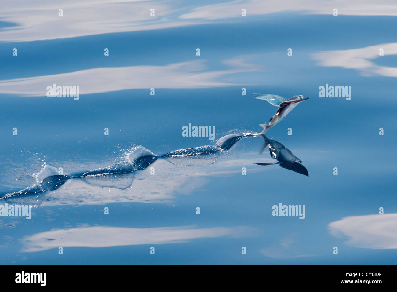 Flying Fish Species (scientific name unknown) with reflection visible