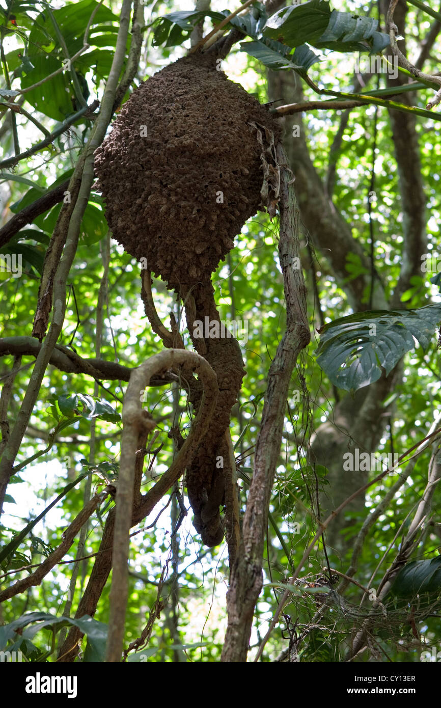 Arboreal Termite nest, Tayrona National Park, Colombia Stock Photo