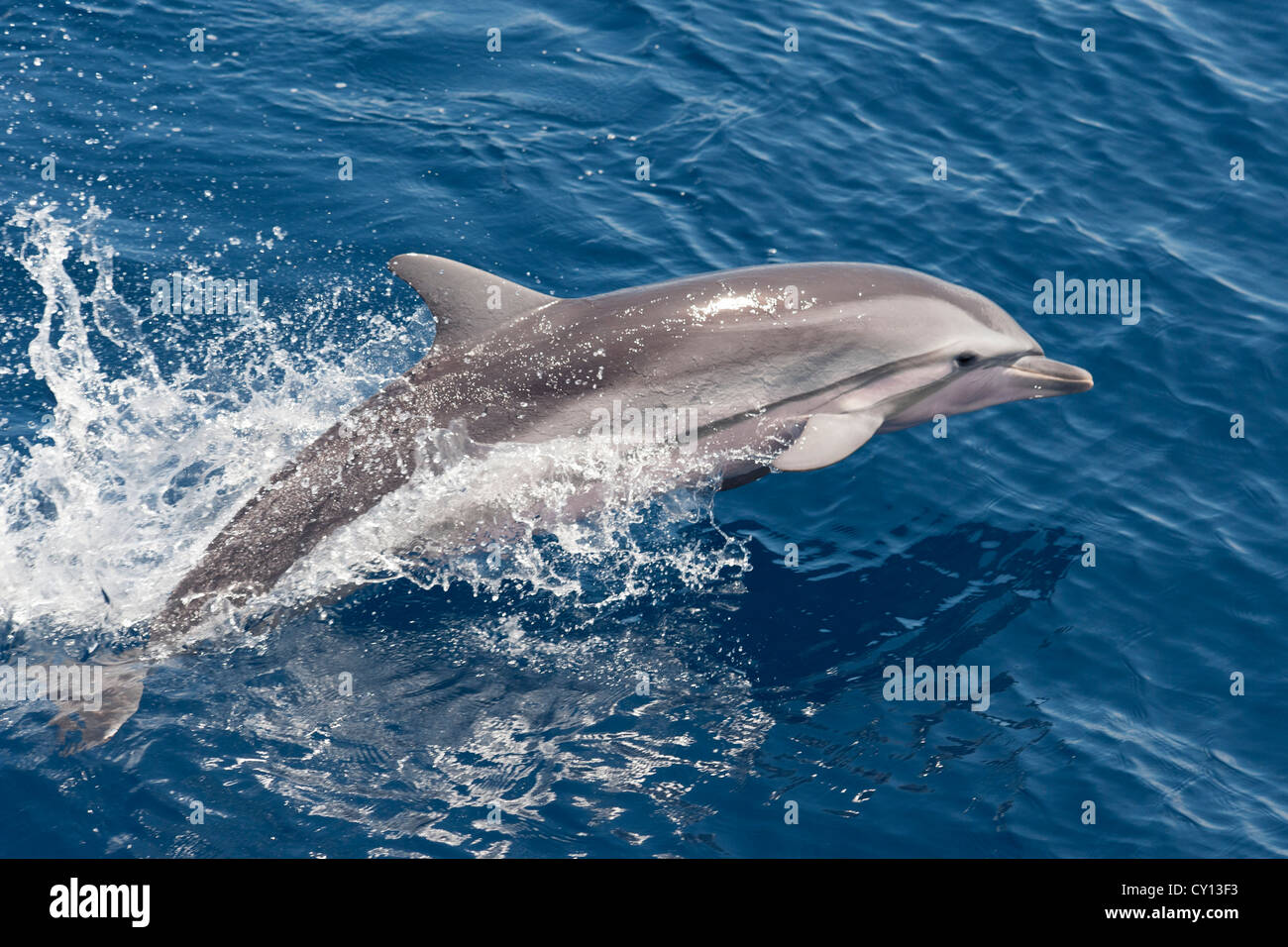 Striped Dolphin, Stenella Coeruleoalba, porpoising, Maldives, Indian Ocean. Stock Photo