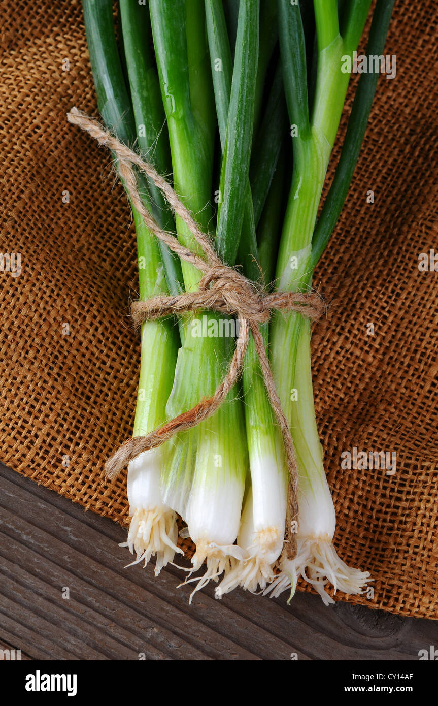 Closeup of a bunch of Green Onions on a burlap and wood background. Scallions are tied with twine. Vertical format. Stock Photo