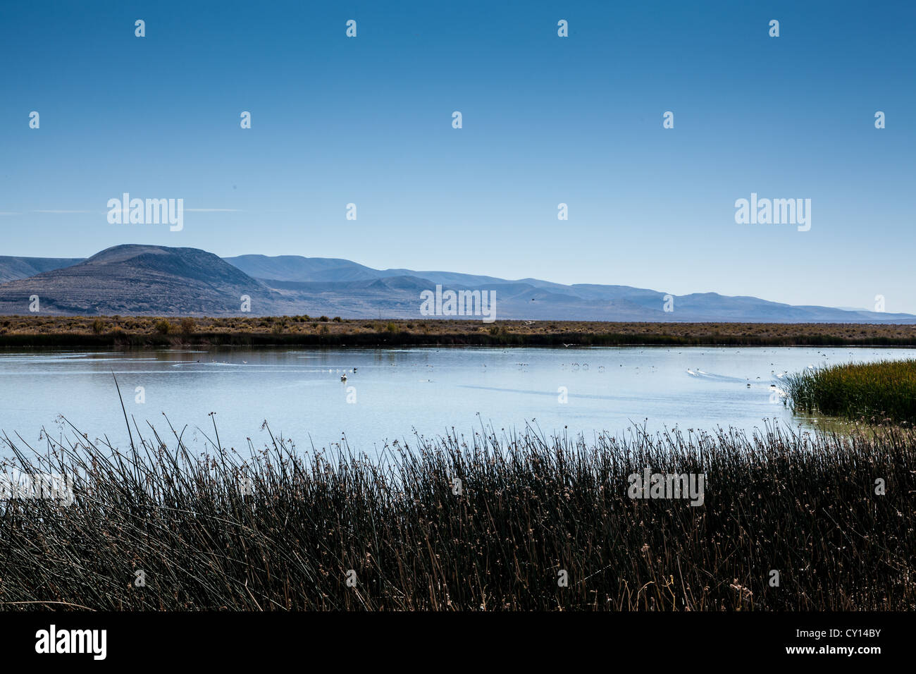 Foxtail Lake with various grasses at the Stillwater Wildlife Refuge near Fallon Nevada Stock Photo