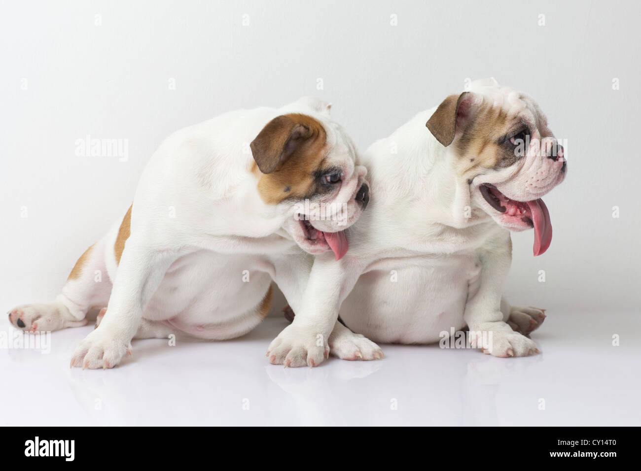 Two English Bulldog Puppies Stock Photo Alamy