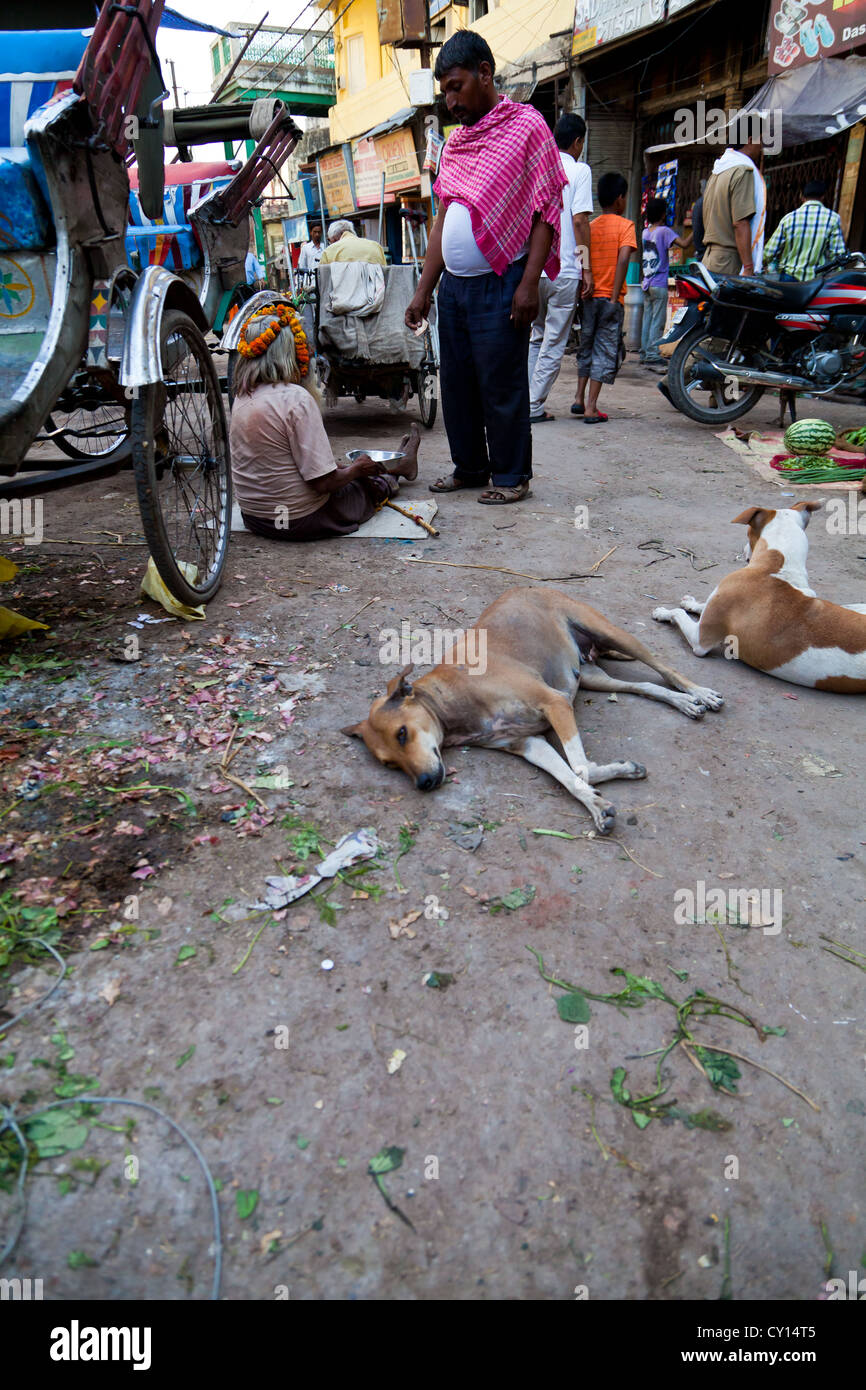 Dogs in the Streets of Varanasi, India Stock Photo Alamy