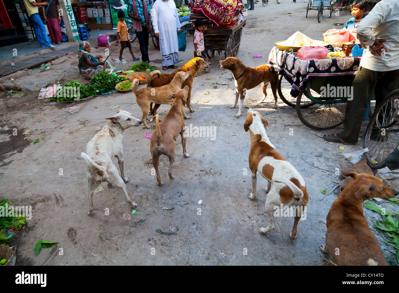 Dogs in the Streets of Varanasi, India Stock Photo Alamy