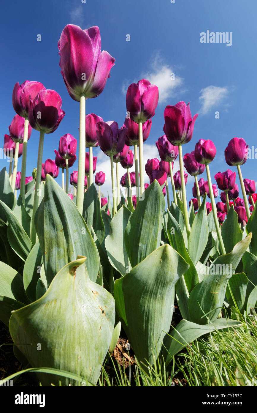 Purple tulips, Skagit Valley, Mount Vernon, Washington Stock Photo