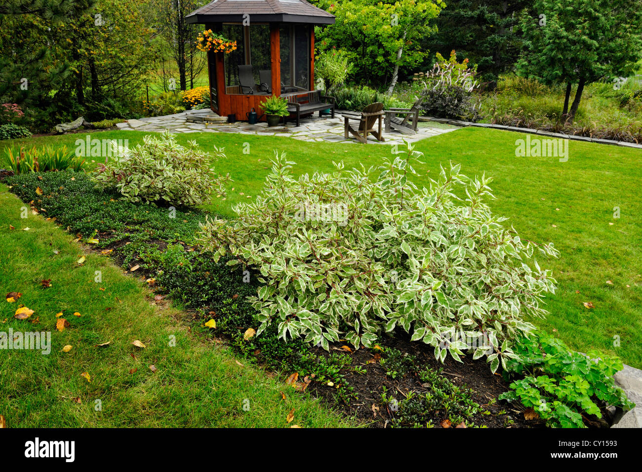 Variegated dogwood shrub and lawn with naturalized meadow in background