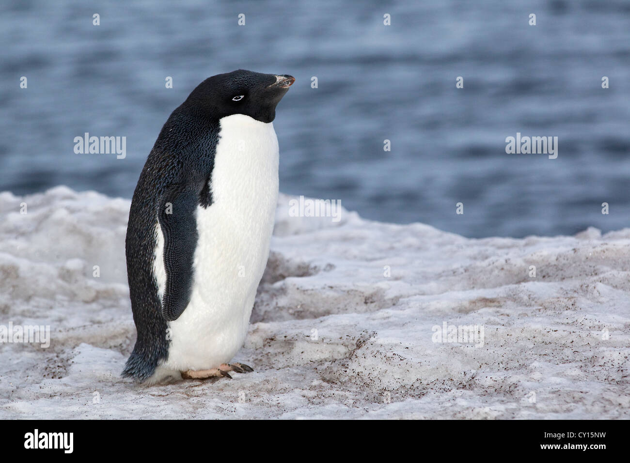 Adelie penguin, Pygoscelis adeliae, Antarctica Stock Photo