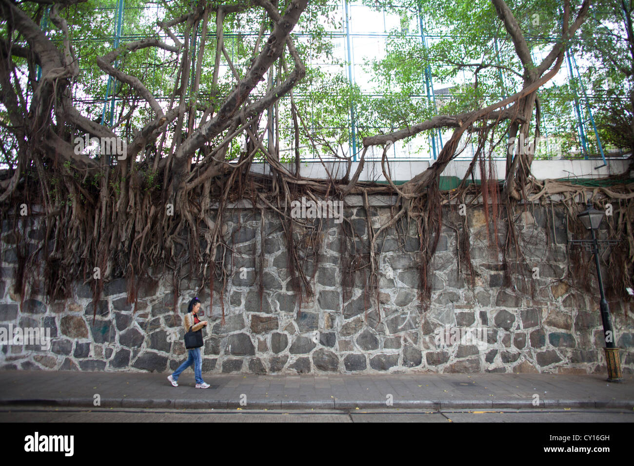 Tree roots sidewalk hi-res stock photography and images - Alamy