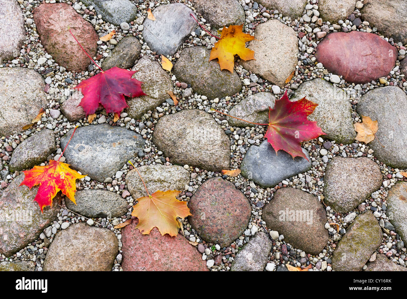 Maple autumn leaves on street granite stones background Stock Photo - Alamy