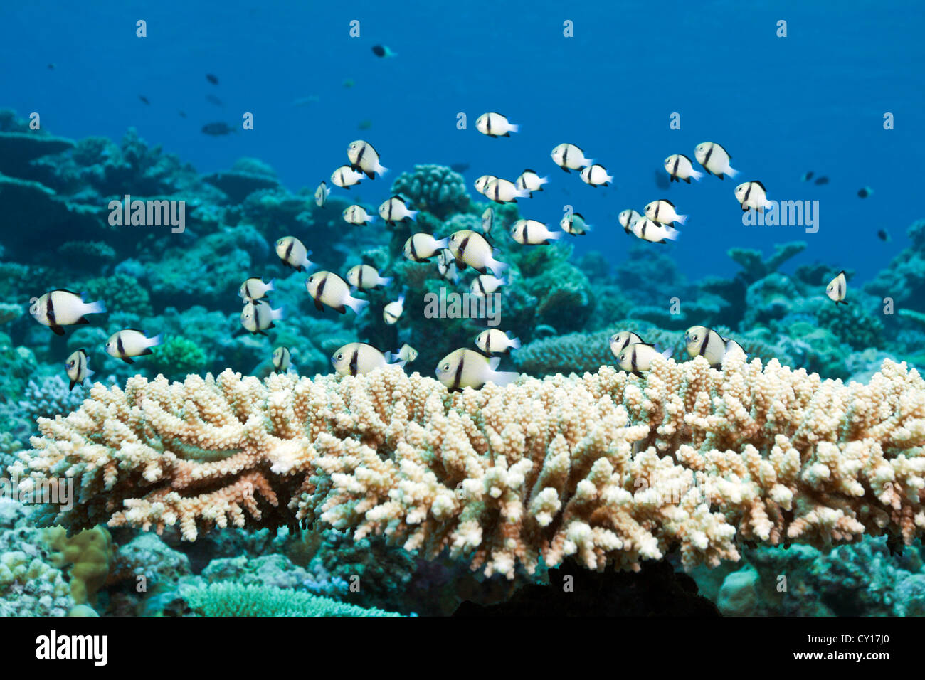 Indian Dascyllus Damselfish in Table Coral, Dascyllus carneus, Thaa Atoll, Maldives Stock Photo