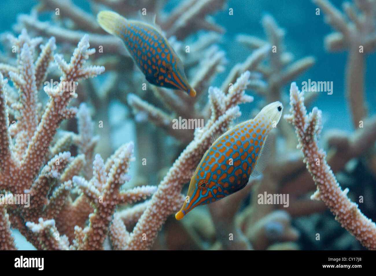 Pair of Longnose Filefish, Oxymonacanthus longirostris, Thaa Atoll, Maldives Stock Photo