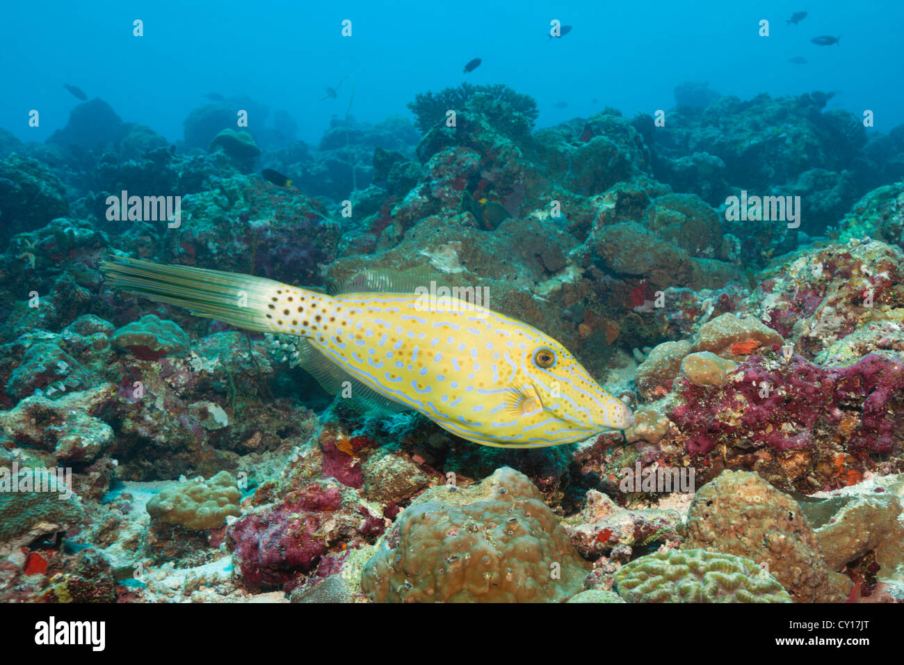 Scribbled Filefish over Reef, Aluterus scriptus, Thaa Atoll, Maldives Stock Photo