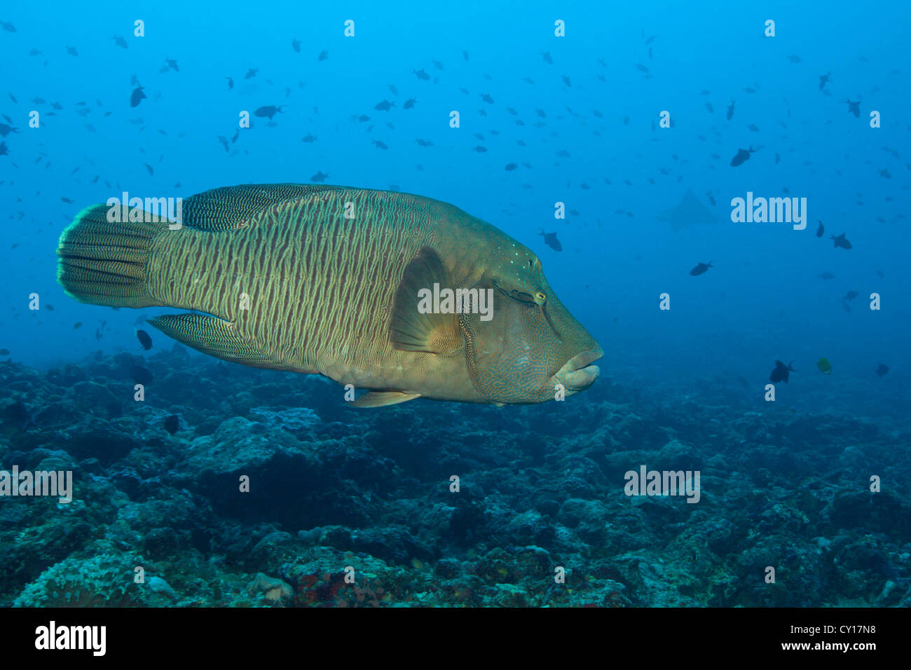 Napoleon Wrasse, Cheilinus undulatus, Thaa Atoll, Maldives Stock Photo