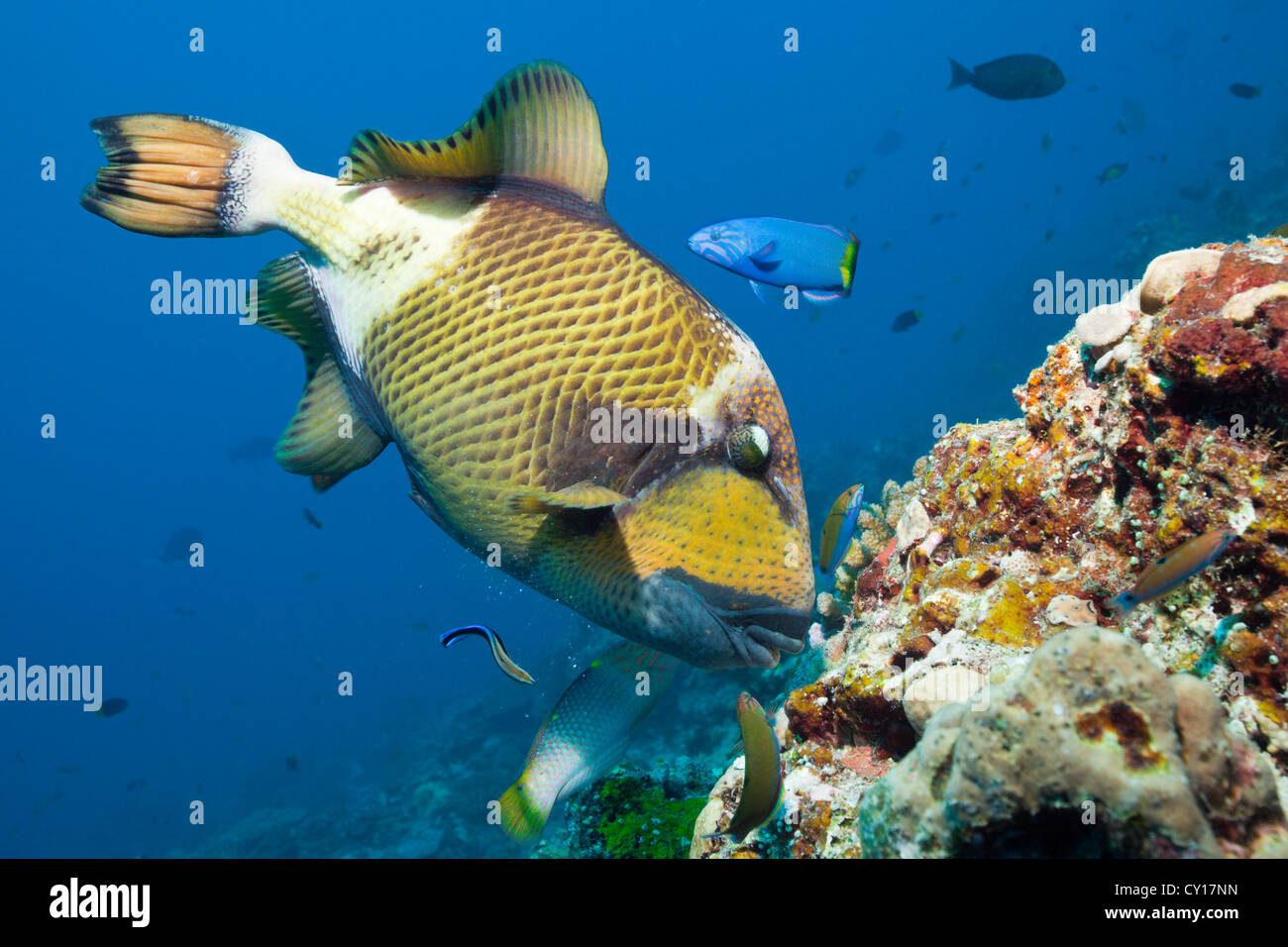Green Giant Triggerfish, Balistoides viridescens, Thaa Atoll, Maldives Stock Photo